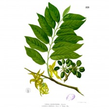 Huile essentielle Ylang ylang complète