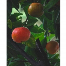Huile essentielle Mandarine rouge