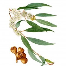 Huile essentielle Eucalyptus radiata