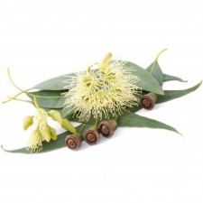 Huile essentielle Eucalyptus citronné
