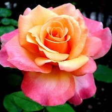 Eau Florale Rose Bio