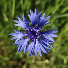 Eau Florale de Bleuet